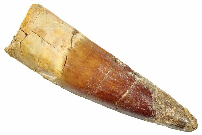 Fossil Spinosaurus Tooth - Real Dinosaur Tooth #274094